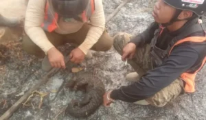Tim Manggala Agni menemukan trenggiling yang terbakat akibat karhutla (Foto: TikTok radarkhatulistiwa).