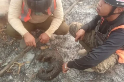 Tim Manggala Agni menemukan trenggiling yang terbakat akibat karhutla (Foto: TikTok radarkhatulistiwa).