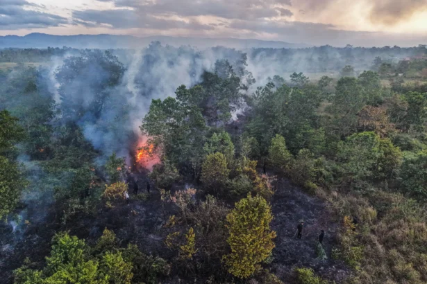Foto udara sejumlah personil Brimob Polda Sultra memadamkan api dengan sisa ranting pohon di Desa Lalowiu, Kabupaten Konawe Selatan, Sulawesi Tenggara, Sabtu (22/8/2026).