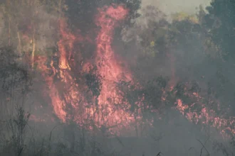 Api membakar semak belukar lahan di dekat kawasan permukiman Tegal Sari, Palangka Raya, Kalimantan Tengah
