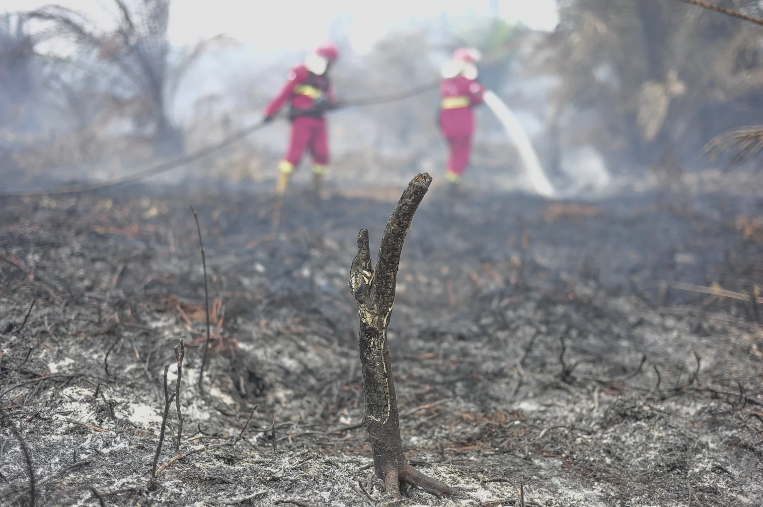 Petugas Manggala Agni Daops Bukit Tempurung memadamkan kebakaran hutan dan lahan (karhutla) di lahan gambut Desa Pandan Sejahtera, Tanjung Jabung Timur, Jambi, Selasa (25/8/2026).