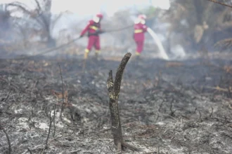 Petugas Manggala Agni Daops Bukit Tempurung memadamkan kebakaran hutan dan lahan (karhutla) di lahan gambut Desa Pandan Sejahtera, Tanjung Jabung Timur, Jambi, Selasa (25/8/2026).