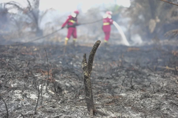 Petugas Manggala Agni Daops Bukit Tempurung memadamkan kebakaran hutan dan lahan (karhutla) di lahan gambut Desa Pandan Sejahtera, Tanjung Jabung Timur, Jambi, Selasa (25/8/2026).