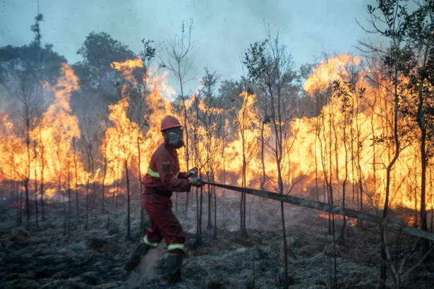 Petugas dari Manggala Agni Daops Sumatera XIV-Banyuasin menarik selang air untuk memadamkan kebakaran lahan di Desa Pulau Semambu, Kecamatan Indralaya Utara, Kabupaten Ogan Ilir (OI), Sumatera Selatan, Minggu (16/8/2026).