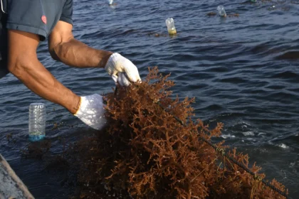 Seorang petani bersiap memanen rumput laut jenis Kappaphycus alvarezii di perairan Sebatik Barat, Kabupaten Nunukan, Kalimantan Utara, Jumat (24/7/2026). Sejumlah petani menyatakan kondisi cuaca yang tidak menentu saat proses pascapanen berpotensi menyebabkan kerusakan produk rumput laut hingga 90 persen karena proses pengeringan masih tradisional yakni dengan mengandalkan sinar matahari. (ANTARA FOTO/M Risyal Hidayat)