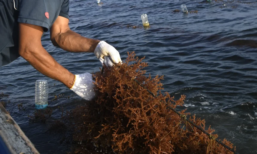 Seorang petani bersiap memanen rumput laut jenis Kappaphycus alvarezii di perairan Sebatik Barat, Kabupaten Nunukan, Kalimantan Utara, Jumat (24/7/2026). Sejumlah petani menyatakan kondisi cuaca yang tidak menentu saat proses pascapanen berpotensi menyebabkan kerusakan produk rumput laut hingga 90 persen karena proses pengeringan masih tradisional yakni dengan mengandalkan sinar matahari. (ANTARA FOTO/M Risyal Hidayat)