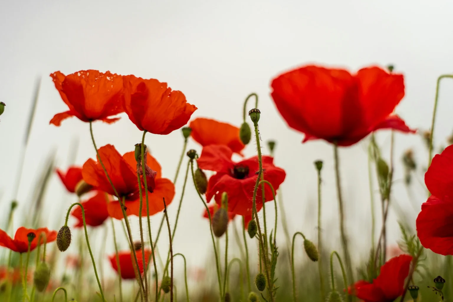 Bunga Poppy
