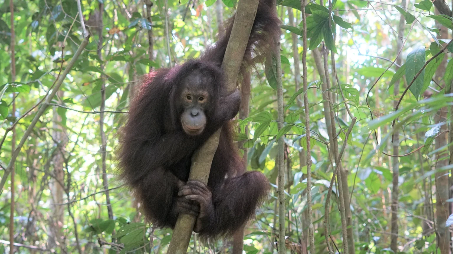 Orangutan
