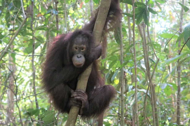 Orangutan