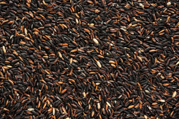 Foto: Penampakan beras hitam