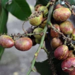 Buah Matoa