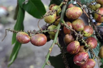 Buah Matoa