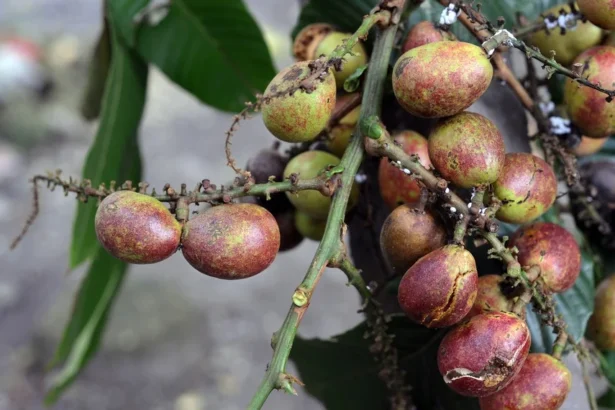 Buah Matoa