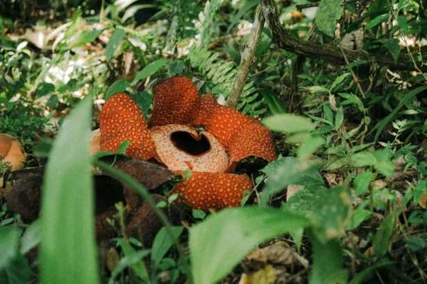Bunga Rafflesia
