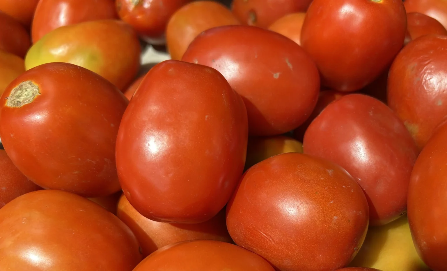 Buah Tomat
