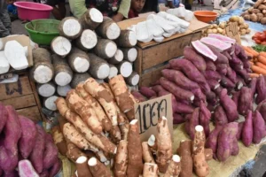 Umbi Lokal