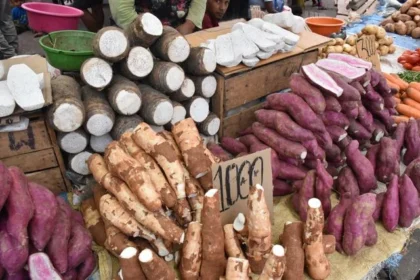 Umbi Lokal