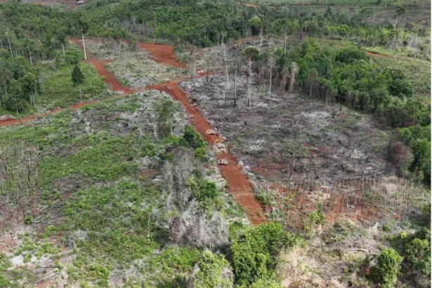 Kementerian Kehutanan Tangkap Tersangka Jual-Beli Lahan Hutan Lindung