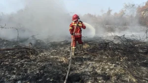 Petugas Manggala Agni Daops Kota Jambi memadamkan api yang membakar lahan gambut di Desa Persiapan Air Merah, Muaro Jambi, Jambi,