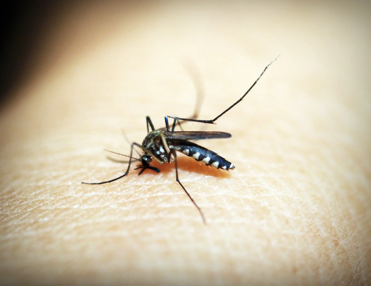 Nyamuk Aedes aegypti