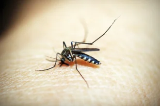 Nyamuk Aedes aegypti