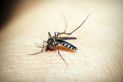 Nyamuk Aedes aegypti
