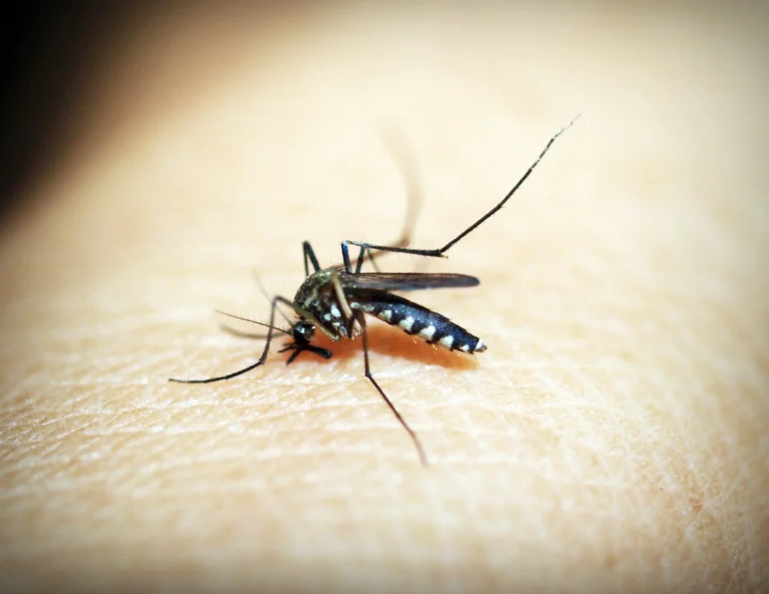 Nyamuk Aedes aegypti