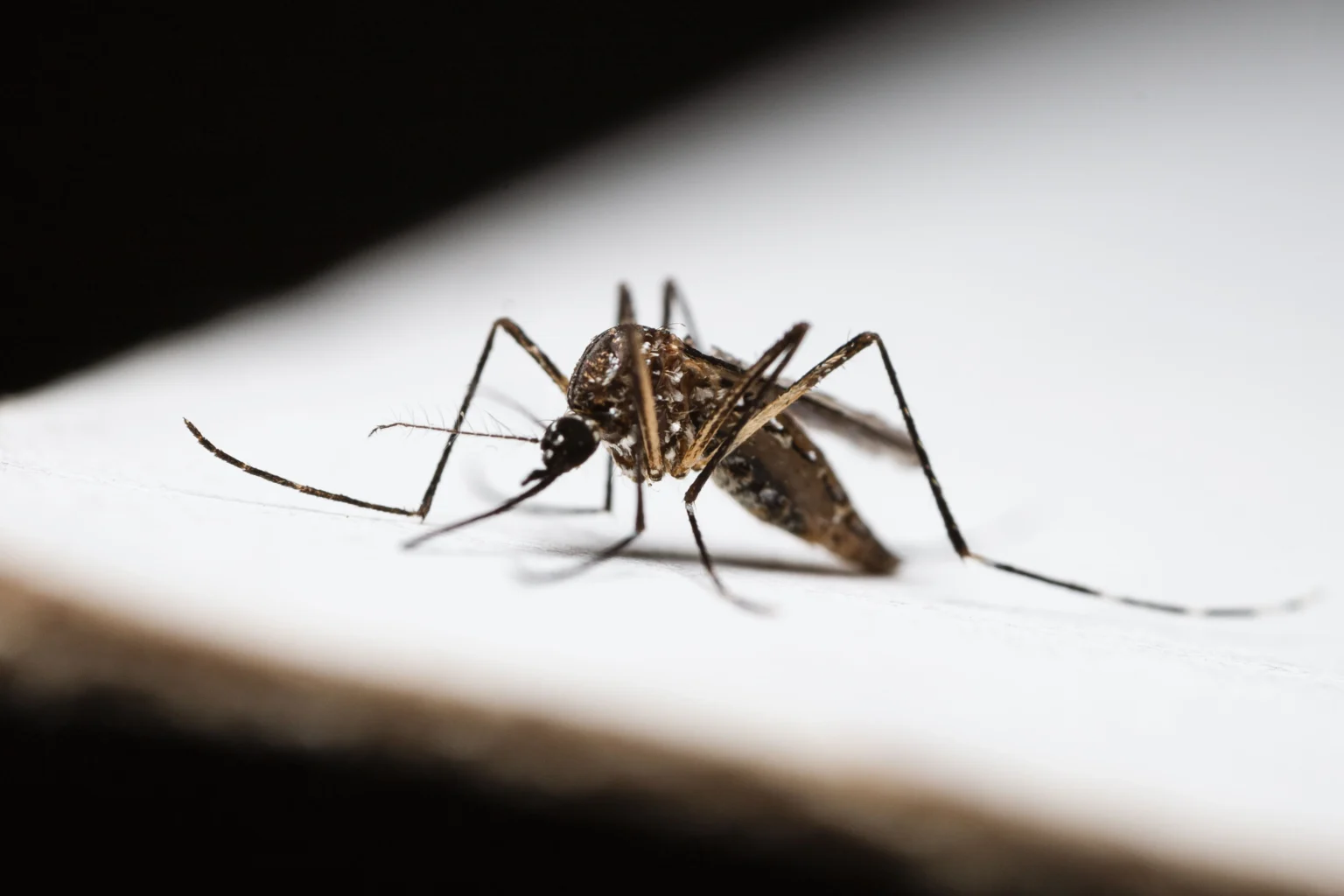 Ilustrasi nyamuk Aedes
