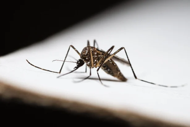 Ilustrasi nyamuk Aedes