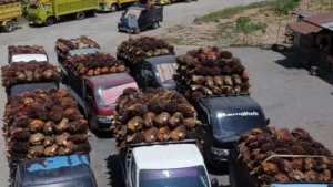 Sejumlah truk pengangkut TBS kelapa sawit mengantre sebelum pembongkaran muatan.