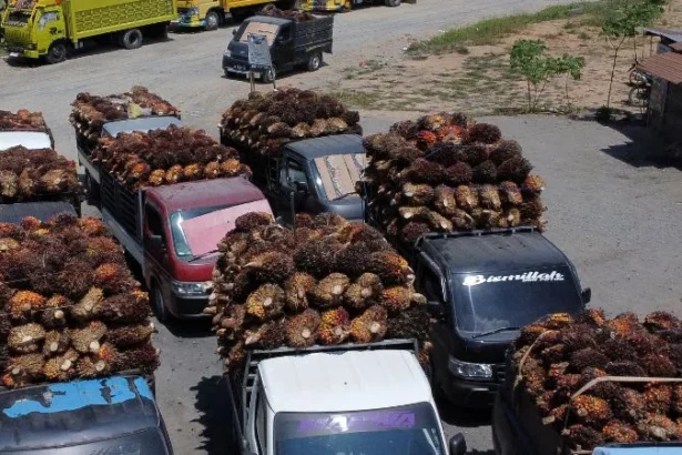 Sejumlah truk pengangkut TBS kelapa sawit mengantre sebelum pembongkaran muatan.