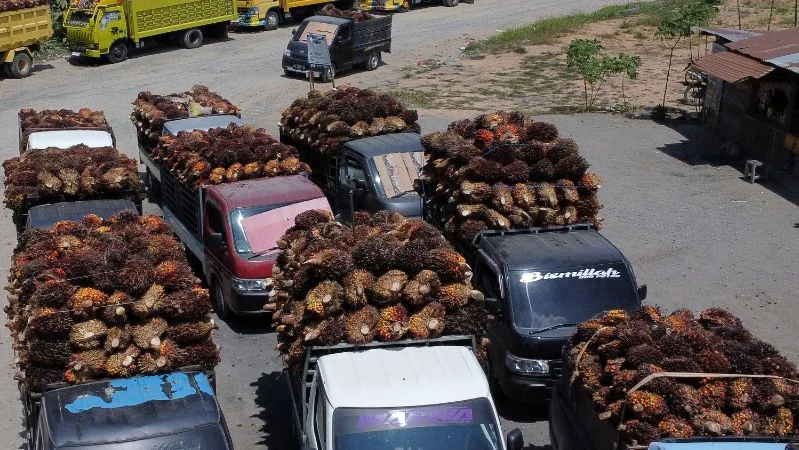 Sejumlah truk pengangkut TBS kelapa sawit mengantre sebelum pembongkaran muatan.
