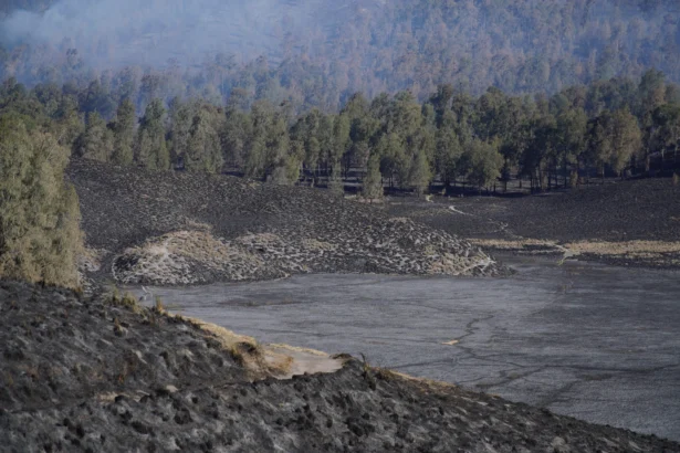 Petugas gabungan memadamkan kebakaran hutan di kawasan pendakian Gunung Semeru, Lumajang, Jawa Timur, Senin (31/8/2026).