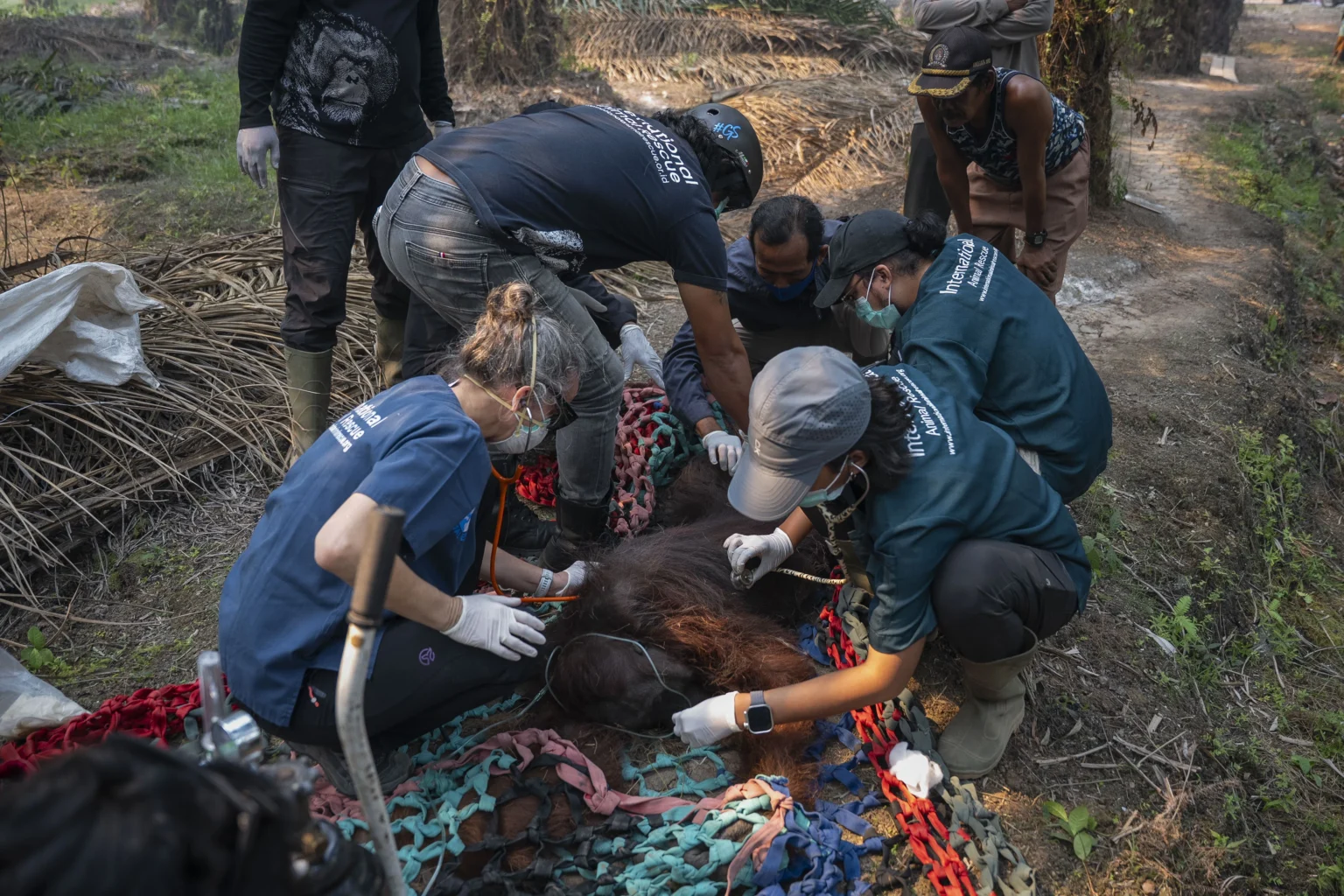 Anggota tim medis dari Yayasan IAR Indonesia (YIARI) memeriksa orang utan jantan dewasa bernama Sampurna yang ditemukan dalam kondisi lemas dan tidak sadarkan diri di perkebunan sawit milik warga di Desa Laman Satong, Kecamatan Matan Hilir Utara, Ketapang, Kalimantan Barat