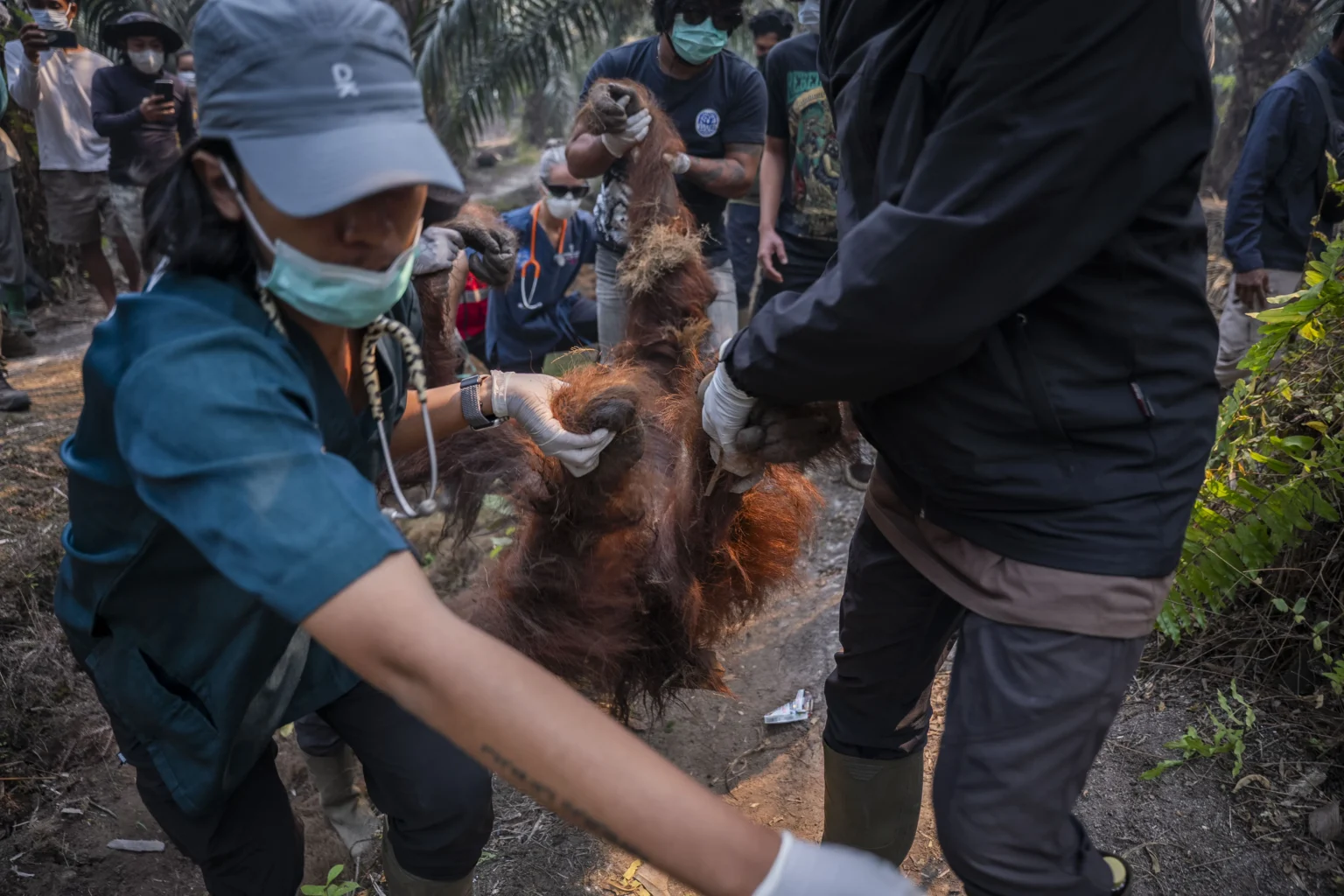 Sejumlah anggota tim medis dari YIARI dan BKSDA Kalbar mengevakuasi orang utan jantan dewasa bernama Sampurna yang ditemukan dalam kondisi lemas dan tidak sadarkan diri di perkebunan sawit milik warga di Desa Laman Satong, Kecamatan Matan Hilir Utara, Ketapang, Kalimantan Barat