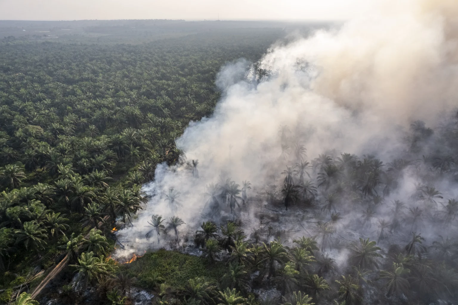 Foto udara asap membubung di lahan gambut yang terbakar di Sungai Gelam, Muaro Jambi, Jambi, Kamis (3/9/2026).
