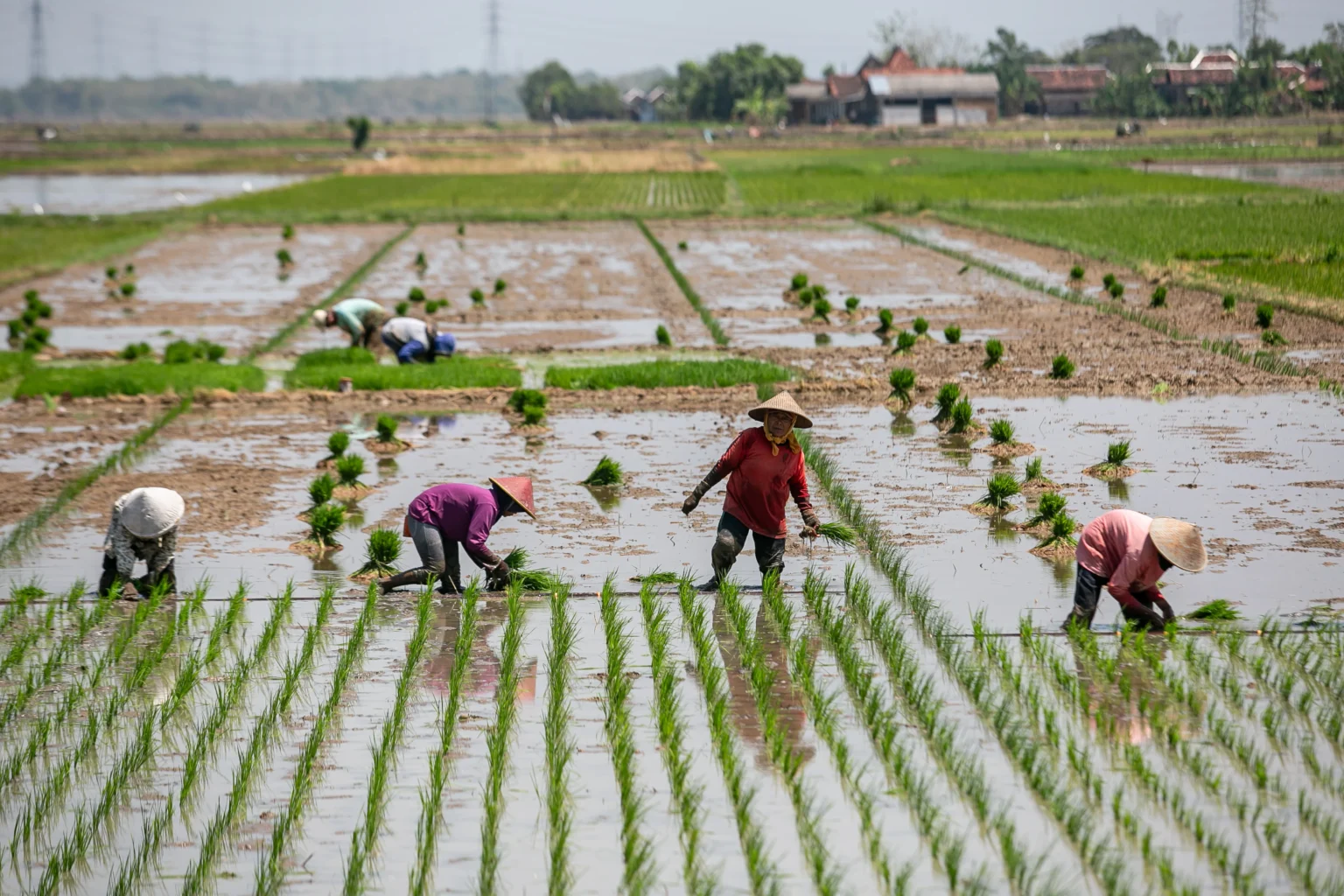 Petani menanam bibit padi di area persawahan Tawangsari, Sukoharjo, Jawa Tengah, Kamis (3/9/2026).