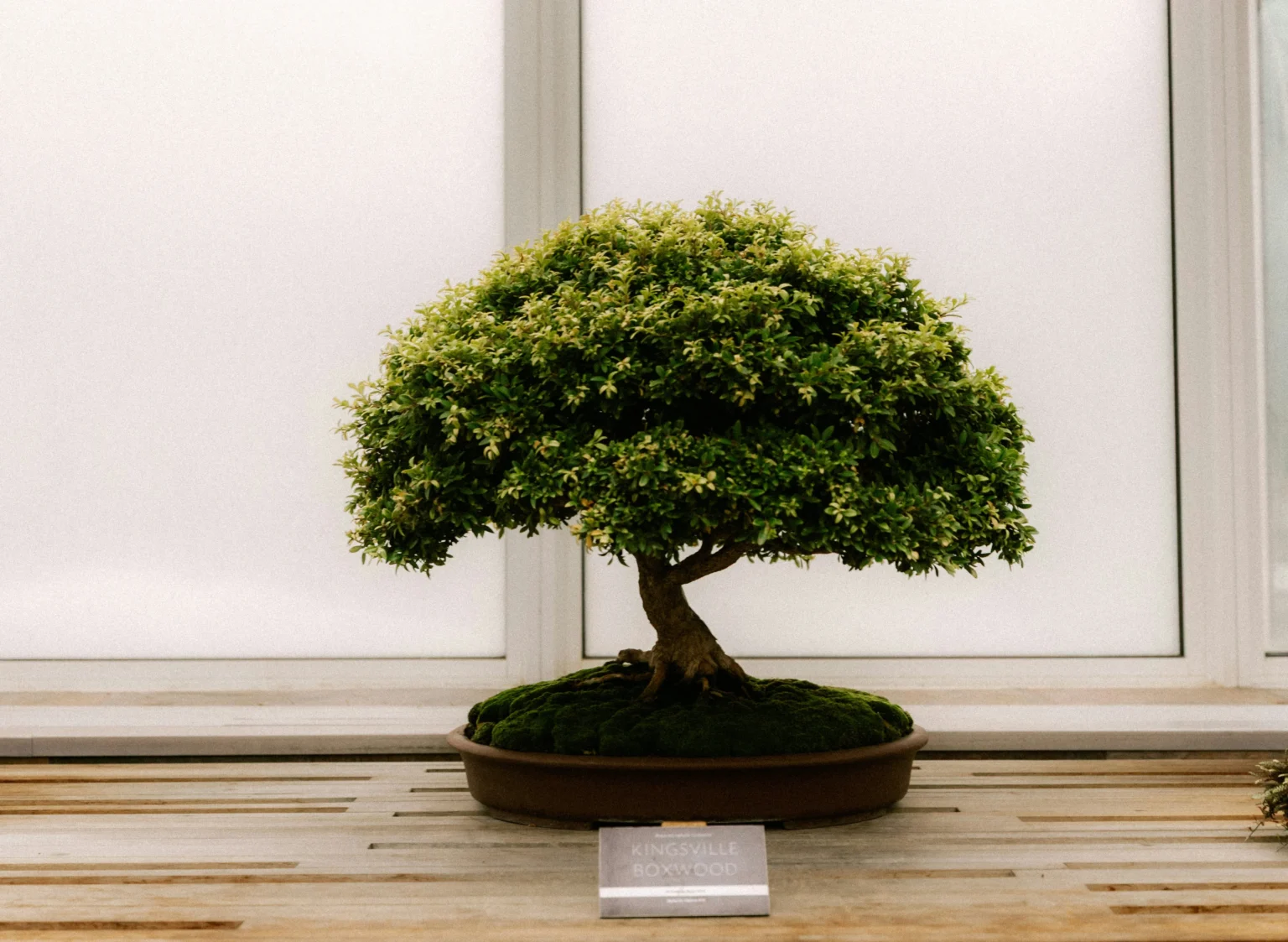 Ilustrasi tanaman bonsai