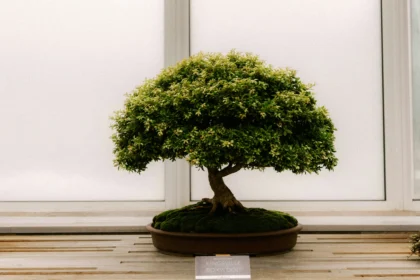 Ilustrasi tanaman bonsai