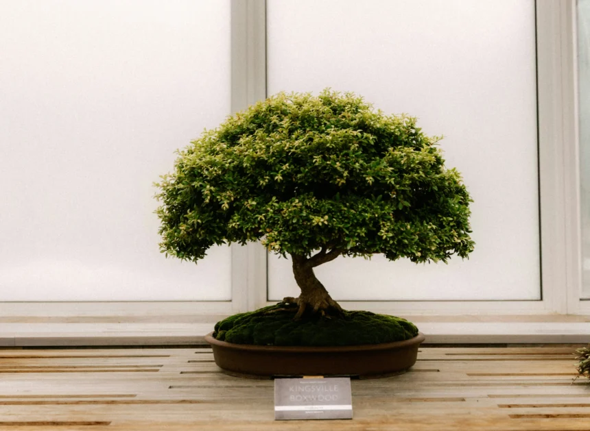 Ilustrasi tanaman bonsai