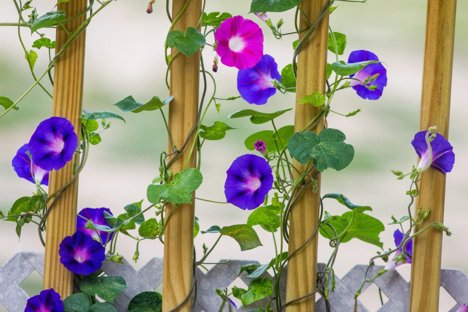Bunga morning glory