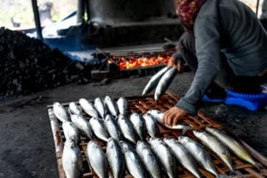 Ikan Tongkol