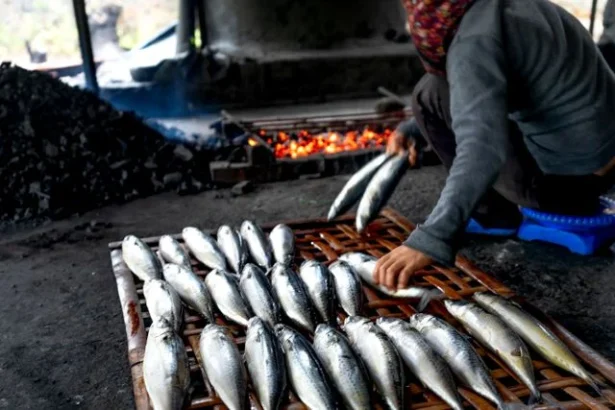 Ikan Tongkol