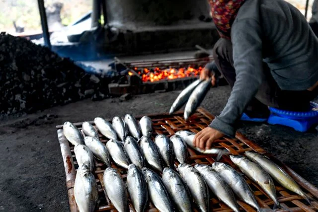 Ikan Tongkol