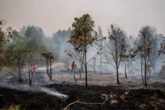Personel Manggala Agni berupaya memadamkan kebakaran hutan dan lahan (karhutla). ANTARA FOTO/Bayu Pratama S